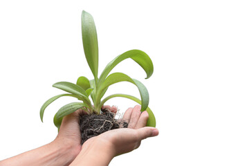 Growing green plant in a hand. Human hands holding green small plant new life concept on white isolated background. With clipping path.