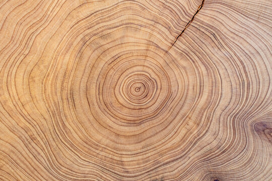 wood cut texture