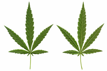 cannabis leaf white background, Clipping path