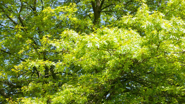 Hojas verdes en ramas de roble