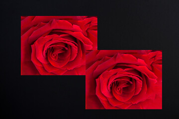 Collage of red rose on the black background. Close-up. Copy space.