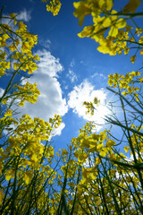 Rapspflanzen mit Blüten ragen in den blauen Frühlingshimmel und die Sonne scheint hinter einer weißen Wolke - obrazy, fototapety, plakaty