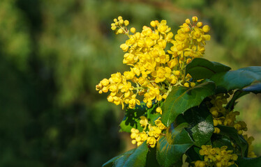 Mahonia aquifolium or Oregon grape blossom in spring garden. Soft selective focus of bright yellow flowers. Wonderful natural background for any idea. There is place for text