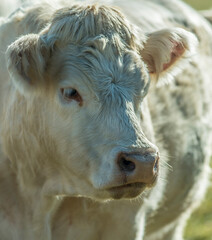 Jeune charolais au Petit-Abergement, Ain, France