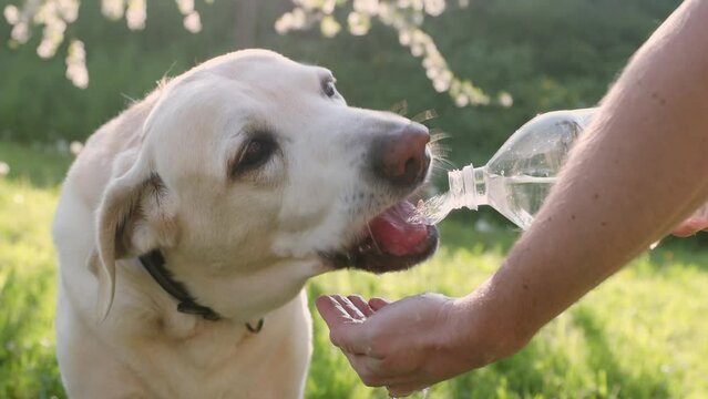 Dog drinking water from plastic bottle. Pet owner takes care of his labrador retriever during sunny day in nature. Real time in 4K resolution.
