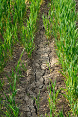 Champ de blé au stage épiaison  touché par la sécheresse. Sol craquelé