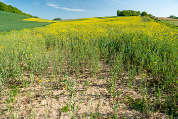 Champ de colza en fleur touché par la sécheresse