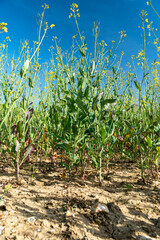 Champ de colza en fleur touché par la sécheresse