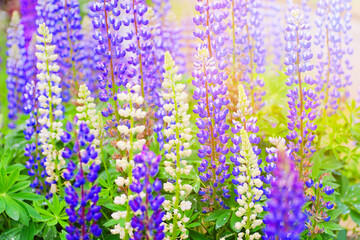 Lupinenfeld im Sonnenlicht