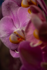Fototapeta na wymiar Purple orchid flower phalaenopsis, phalaenopsis or falah on a white background. Purple phalaenopsis flower. known as butterfly orchids.