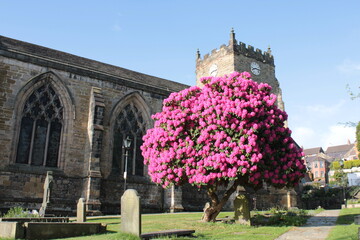 Scenic view of a large pink Rhododendron in a church yard in England - 503673358