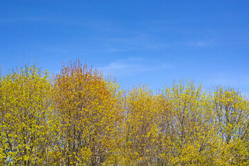 Fototapeta premium a beautiful blooming yellow tree against a blue sky background