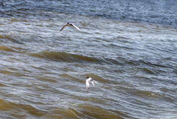 The tern (sea tern) living in the Izmir city forest is constantly hunting fish both to feed its...