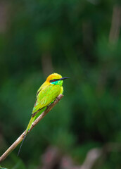 green bee eater