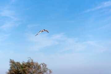 The tern (sea tern) living in the Izmir city forest is constantly hunting fish both to feed its stomach and to take food to its nest.