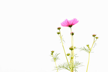 Isolated pink cosmos flower on white background.