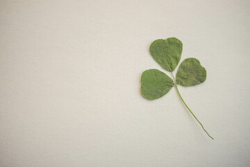 One green clover on white table, copy space.