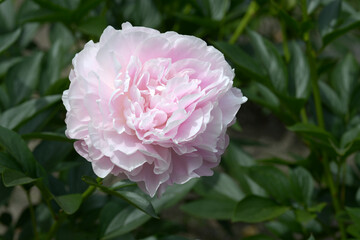 かぐや姫　シャクヤク