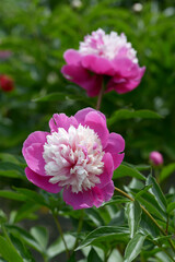 セレブリティ　シャクヤク