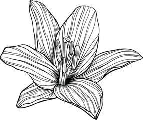 Flower isolated on white, hand drawn sketch, vector flower illustration. Eps 10
