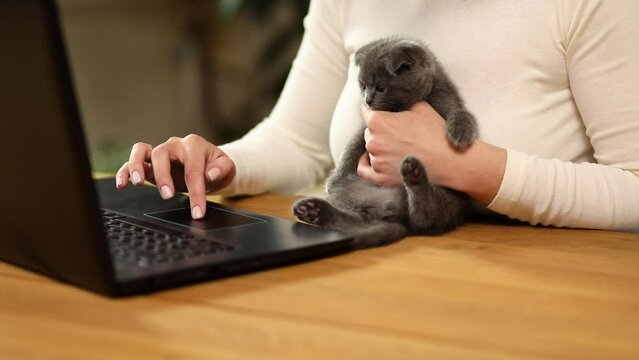 Unrecognizable hand Woman searching vet website on laptop to register cat kitten for veterinary consultation, Freelancer female working from home.
