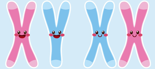 X and Y chromosome characters. Chromosomal drawing of female XX and male XY colored pink and blue. Illustration for biology, scientific, research, medical use
