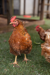 Close-up of brown hen with red crest looking away at poultry farm