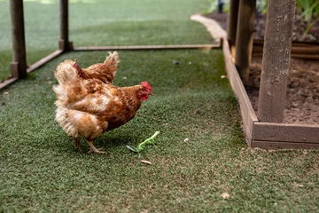 Poster Brown hens eating leaf on grass inside of cage at poultry farm © WavebreakMediaMicro