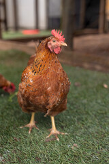 Full length of brown hen with red crest looking away at poultry farm