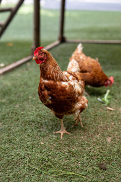 Brown hen on grass roaming inside of cage at poultry farm