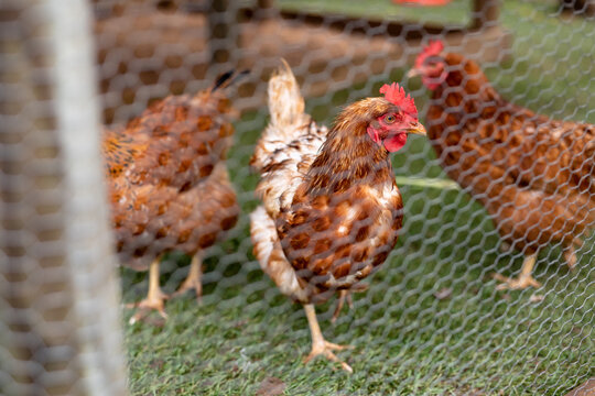 Selective focus on brown and white hens inside cage at poultry farm