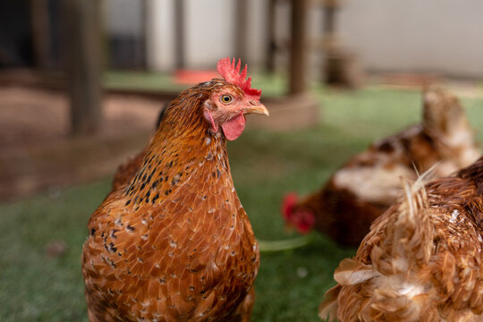 Close-up of brown hen with crest looking away at poultry farm