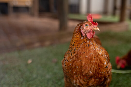 Close-up of brown hen looking away at poultry farm
