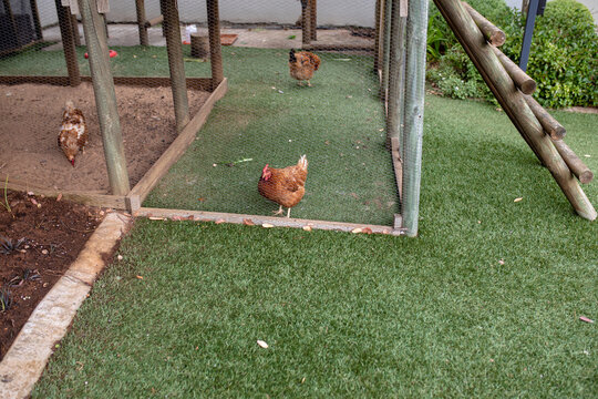Brown hens inside cage on grass at poultry farm