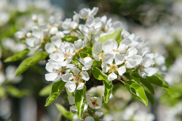 Flowering pear branch. flower close-up.