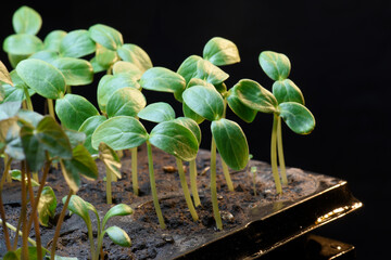 Green sprouts on a black background, spring seedlings.
