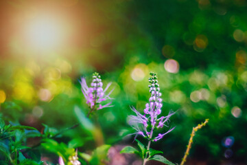 Close up violet lavender purple flower in morning sunlight

