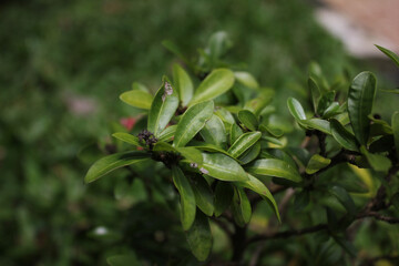 close up of a plant