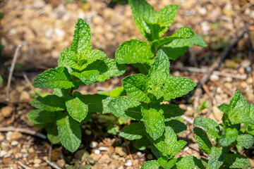 オランダハッカ 　別名：スペアミント、ミドリハッカ　学名：Mentha spicata、春に撮影 © mimi@TOKYO