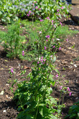 レッドキャンピオン（Red campion、学名：Silene dioica）、春に東京で撮影