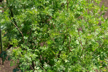 コリアンダー（パクチー）の栽培　（英: coriander; 学名: Coriandrum sativum）　春、日本、東京