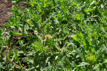 サントリソウ　Cnicus benedictus　別名：キバナアザミ　薬草