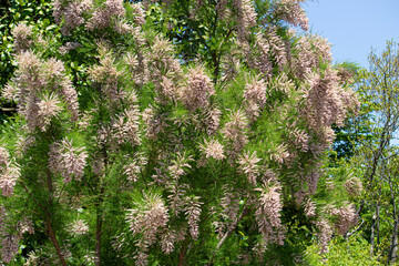 ギョリュウ（御柳）の花が満開　学名：Tamarix chinensis（Tamarix tenuissima）中国原産、春、日本の東京で撮影
