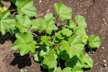 フユアオイ 学名：Malva verticillata　生薬名：トウキシ（冬葵子）、英名：チャイニーズ・マロー（Chinese mallow）