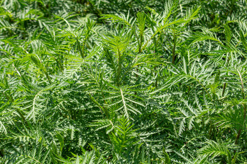 ヨモギギク（蓬菊）（別名：タンジー）（学名：Tanacetum vulgare）、薬草、春に東京で撮影