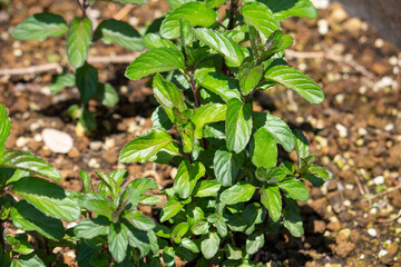 ラベンダーミント　Mentha sp．香りが強い、春に東京で撮影