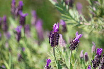 ラベンダー　アボン・ビュー　Lavendula stoechas subsp. pedunculata 'Avon view' 
