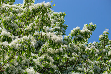 ヒトツバタゴ 　学名：Chionanthus retusus　別名：ナンジャモンジャノキ