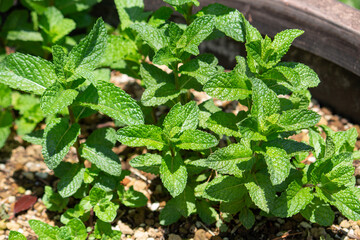 オランダハッカ 　別名：スペアミント、ミドリハッカ　学名：Mentha spicata、春に撮影 © mimi@TOKYO