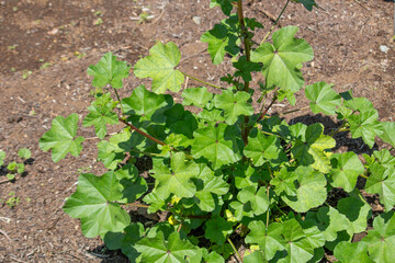 フユアオイ 学名：Malva verticillata　生薬名：トウキシ（冬葵子）、英名：チャイニーズ・マロー（Chinese mallow）